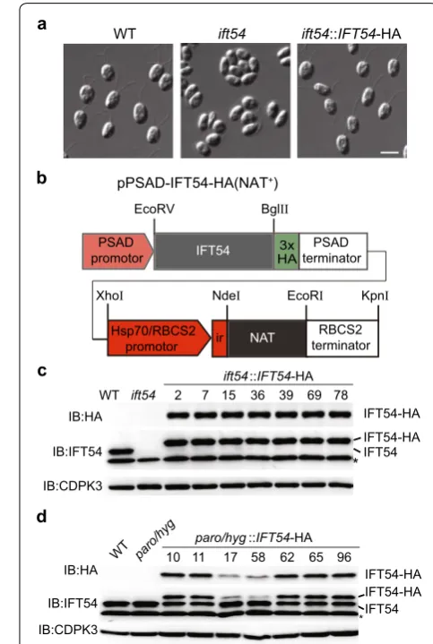Fig. 4 Expression of NAT confers cell resistance to NTC. a A diagram showing the construct for expressing NAT in C