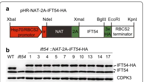 Fig. 6 Fusion of transformation. to drive analysis of construct mediated transformation