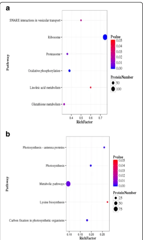 Fig. 4 Pathway enrichment statistical scatter plot of DEPs.The vertical axis represents the name of the pathway; the horizontalaxis represents the pathway corresponding Rich factor