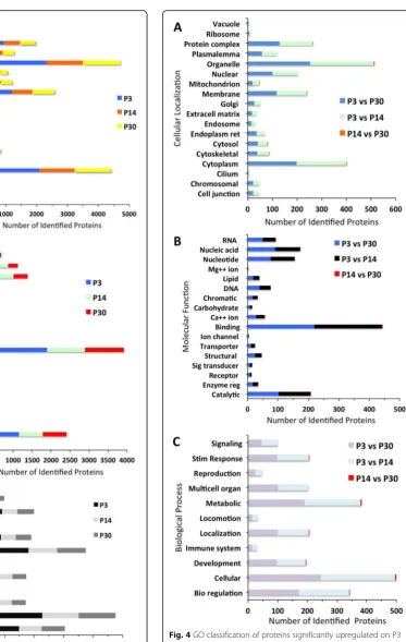 Fig. 3 GO classification of proteins identified from P3, P14, and P30sensory epithelia