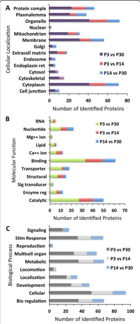 Fig. 6 Western blot analysis of proteins predicted as exclusivelyexpressed on P3. Equal amounts of protein lysate from P3 and P30were loaded onto a gel