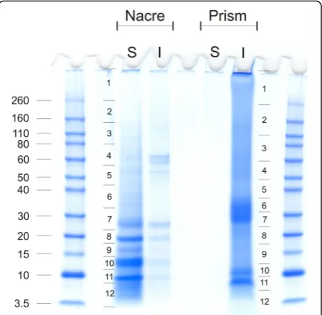 Fig. 1 SDS-PAGE separation of nacre and prismatic layer organicmatrix proteins. S, acid-soluble; I, acid-insoluble
