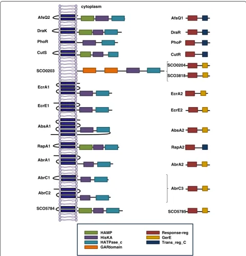 Figure 3 Schematic representation of the topology of the histidine kinases described and their cognate response regulators inS