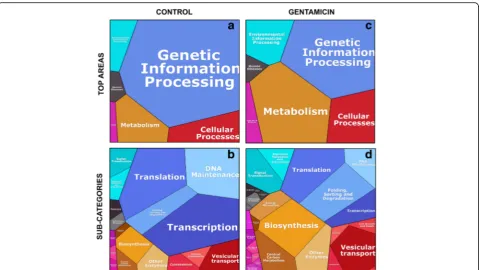 Fig. 5 Comparative visualization of the proteins uniquely segregating with caveolae in control and gentamicin treated cells