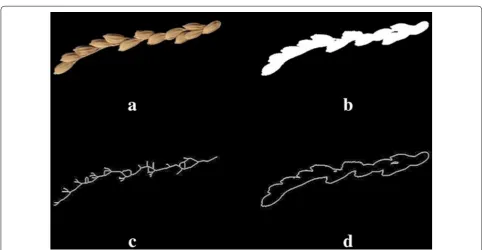 Fig. 2 Flow chart of image preprocessing procedures. The scanner-acquired images of Japonica rice were used as an example