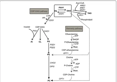 Figure 1 Schematic presentation of the major steps in phospholipid biosynthesis in yeast [6]