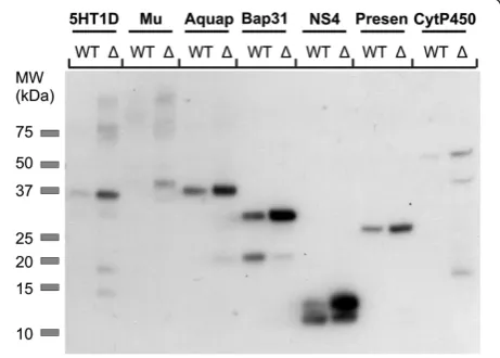 Figure 4 Expression analysis of seven other membraneproteins in the wild type and Δpah1 strain