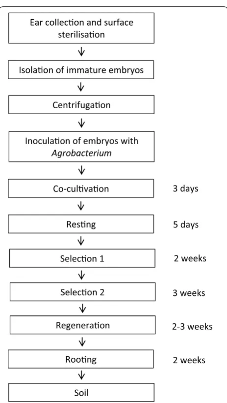 Fig. 8 Timeline showing the main steps of Agrobacterium-mediated transformation in wheat