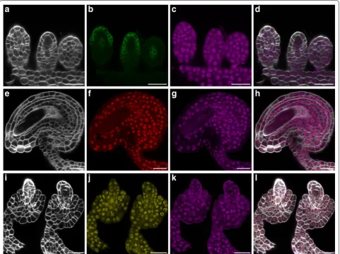 Fig. 5 Compatibility with different fluorescent proteins. Mid-sagittal optical sections are shown