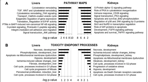 Fig. 5 Toxicity ontology analysis of genes disturbed in liver and kidneys of Roundup-treated rats