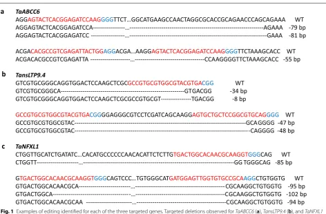 Fig. 1 Examples of editing identified for each of the three targeted genes. Targeted deletions observed for TaABCC6 (a), TansLTP9.4 (b), and TaNFXL1 (c)