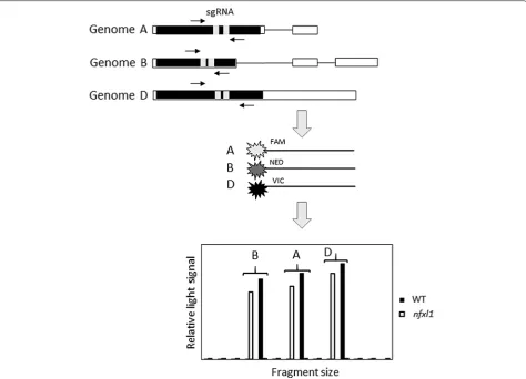 Fig. 2 Schematic representation of the genotyping protocol to detect CRISPR editing events in wheat genes