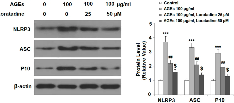 Figure 3 Treatment with loratadine reduced AGE-induced expression of NADPH oxidase 4 (NOX4) in human SW1353 chondrocytes