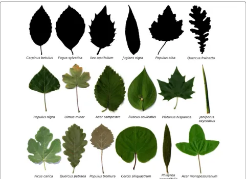 Fig. 7 Groups of leaves samples using for testing the method. The image shows the selected species from the TreeMew and ImageClef datasets