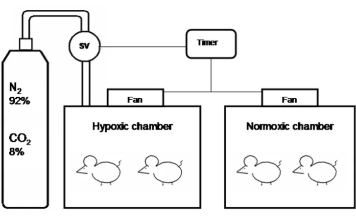 Table 1: Mean and standard deviations of body weight, Lee Index and body fat distribution in the two groups of animals prior and after the isocapnic intermittent hypoxia (IIH) or sham IIH exposure
