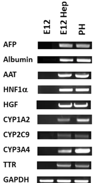 Figure 8 PCR analysis of the E12 MLPC clonal cell line; hepatocyte-differentiatedE12 MLPC; and HC10-3 primary hepatocytes (PH) for liver-speciﬁc mRNAmarkers.