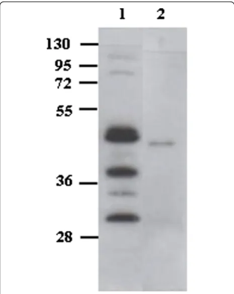 Figure 8 Characterization of 4KB128-SAP (C4) produced inP. pastoris and purified by IMAC