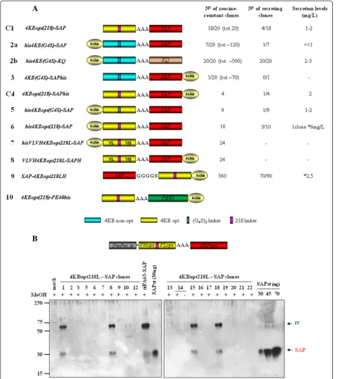 Figure 6 4KB-SAP and 4KB-PE40 fusions expressed in Pichia pastoris G115 (his4). (A) Schematic representation of saporin- (C1-9) orPE-based (10) -4KB128-derived fusion constructs
