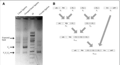 Figure 2 Description of grouped linear ligation and comparison of ligation efficency of circular ligation, linear ligation and groupedgrouped linear ligation of Fligation