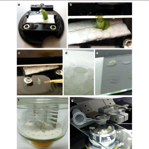 Fig. 1 Preparation of C. reflexa/P. zonale infection sites for laser microdissection. a Infection sites were positioned upright in a specimen holder and b 100 µm cross-sections produced using a vibratome