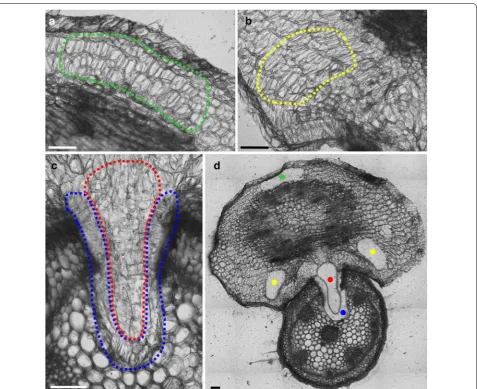 Fig. 3 Regions of the C. reflexa/P. zonale infection site harvested by LM for gene expression analysis