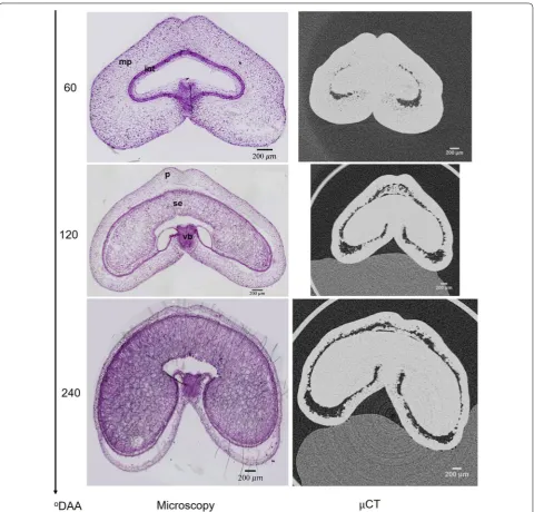 Fig. 7 Cross‑sections of wheat grain observed by light microscopy after staining with toluidine blue or obtained by X‑ray μCT at 60, 120 and 240 °DAA
