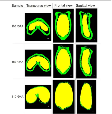 Fig. 9 Results of wheat outer and inner tissues segmentation in several developmental stages