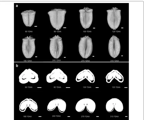 Fig. 10 Morphology of wheat grains during development. a 3D views of grain. b Cross‑section of middle part of grains