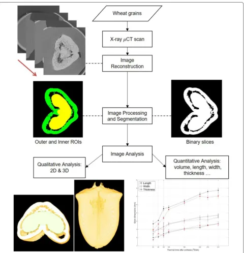 Fig. 1 A flow chart of experimental design for μCT image acquisition and image analysis