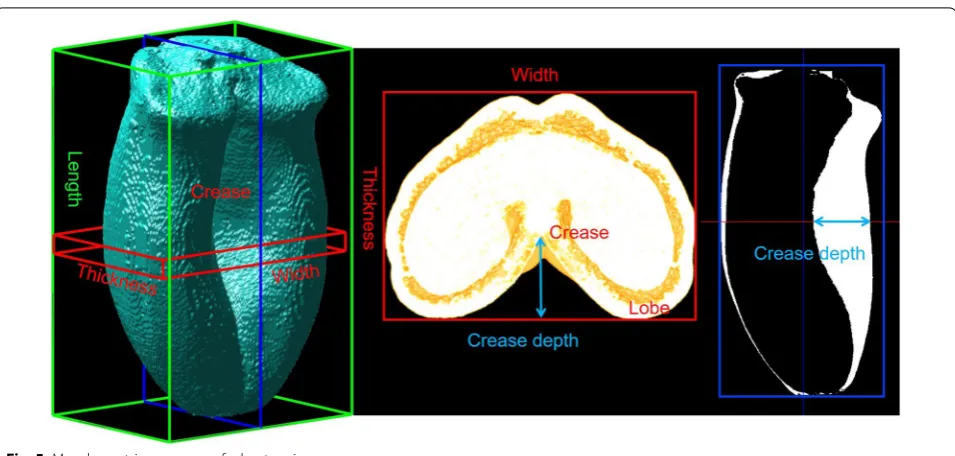 Fig. 5 Morphometric measures of wheat grain