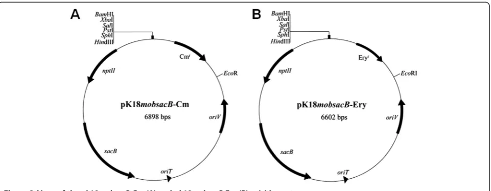 Figure 2 Maps of the pk18mobsacB-Cm (A) and pk18mobsacB-Ery (B) suicide vectors.