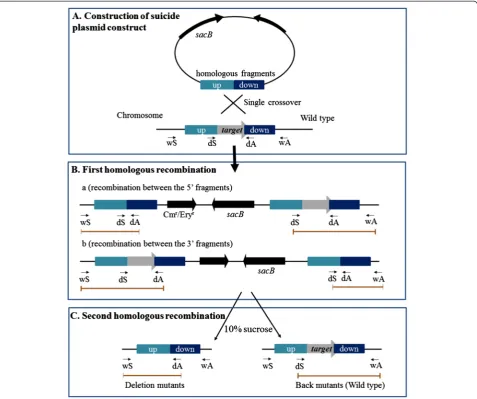 Figure 3 Schematics illustrating the use of the pK18deletion inDNA region.plasmid insertion verification.mobsacB-Cm or pK18mobsacB-Ery suicide plasmids to generate a defined, marker-free Pseudoalteromonas strains