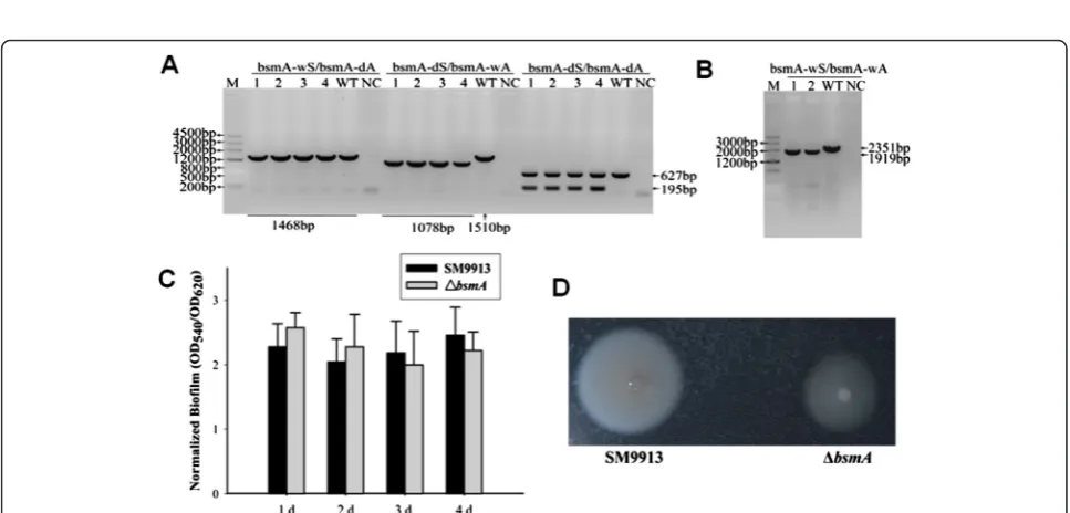 Figure 4 Confirmation of in-frame deletion of prodigiosin biosynthesis genes in DSM 6842
