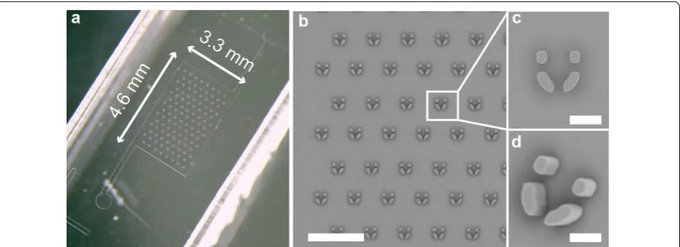 Fig. 1 Representative brightfield microscopy pictures of a suspension of P. patens protoplasts (a) after digestion and purification, and (b) spores (c) Size distributions of protoplasts (Red) and spores (Blue) suspension