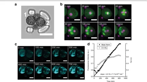 Fig. 4 fluorescence intensity of protoplast 1 over time in the calcofluor‑white channel
