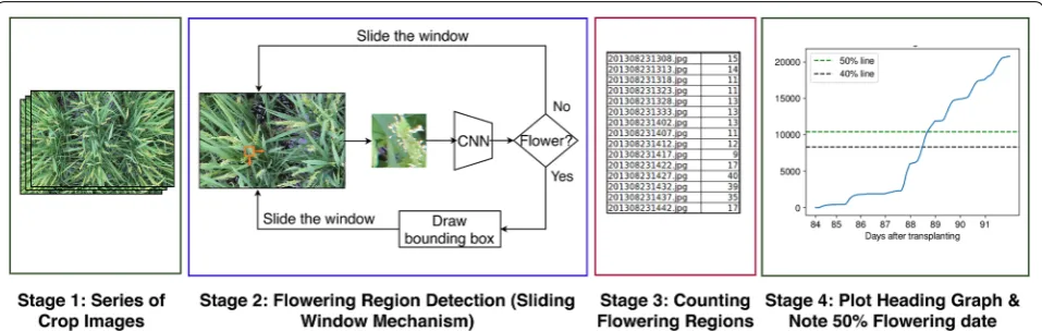 Fig. 1 Figure showing various stages of our proposed method. Given a (1) time‑series sequence of crop images, our sliding window + CNN method is applied on each image to perform (2) flowering region detection