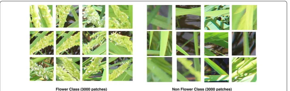Fig. 2 Training data. Examples of patches from the training dataset