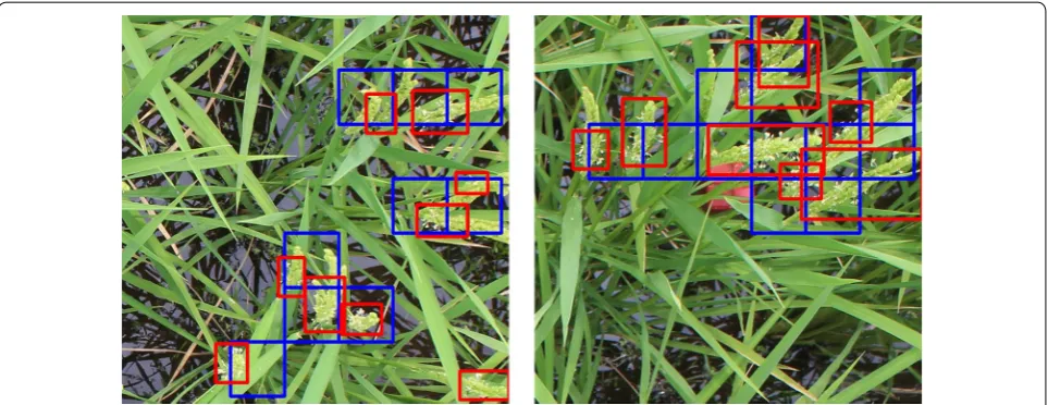 Fig. 3 Detection evaluation on validation set. Examples of flowering region detection on the validation set