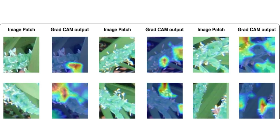 Fig. 8 Grad CAM. Grad CAM outputs of flowering panicle patches with respect to the final convolutional layer of the ResNet‑50 CNN are shown here