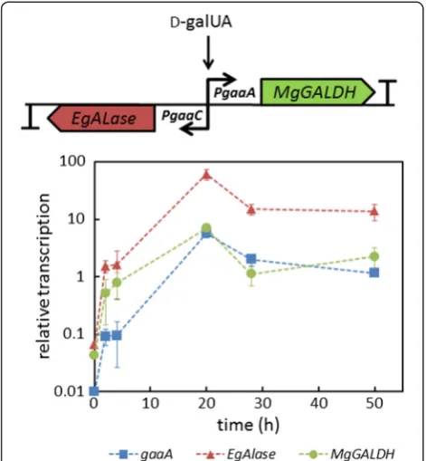 Figure 4 L-Ascorbate production by engineeredin minimal medium supplemented with D-galUA and D-xylose