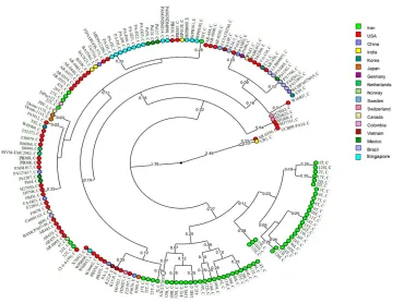 Figure 4 Circular dendrogram according to the global analysis of nucleotide polymorphism of azurin gene among P