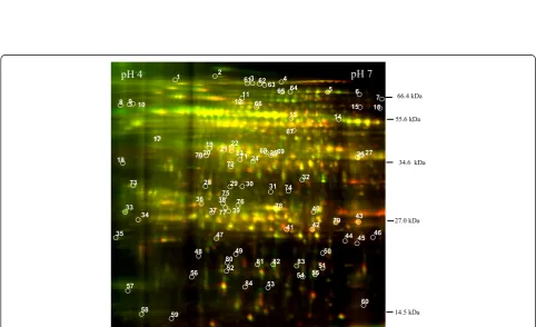 Fig. 1 Evaluation of extraction protocols for 2D gels. Three methods were compared. Silver-stained gels were produced after running IEF for 9kVh using 7 cm IEF strips of pH3-10NL, with similar H16WAP samples (3 μg/gel)