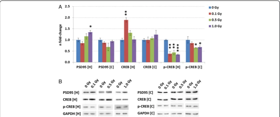 Fig. 2 Analysis of CREB, phospho-CREB and PSD95 levels using immunoblotting in cortex and hippocampus