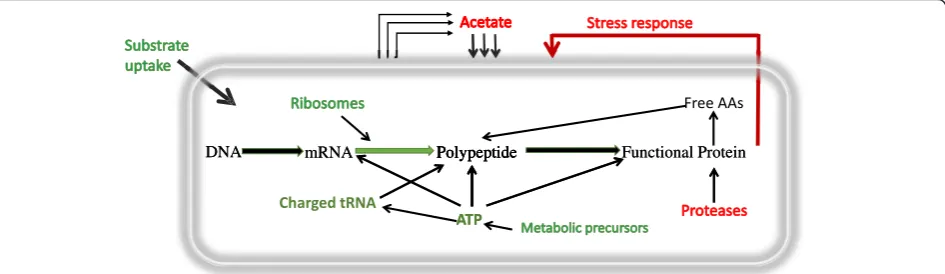 Figure 1 Metabolic engineering strategies to enhance the flux through a pathway. The various strategies used to improve the flux from acellular intermediate to the desired product is shown