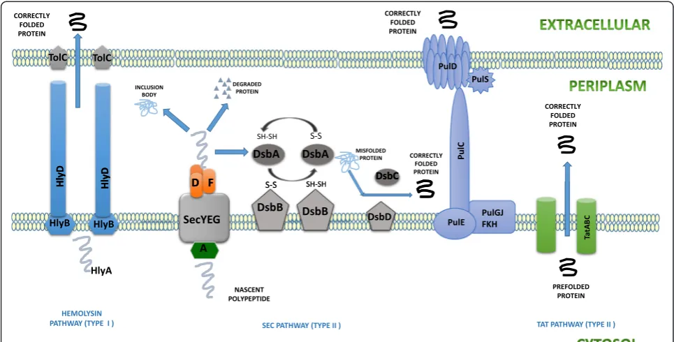 Figure 4 Various pathways for protein translocation (Type I and II). The type II Sec-dependent pathway is the most commonly used andgets overloaded leading to accumation of mis folded proteins in the cytoplasm