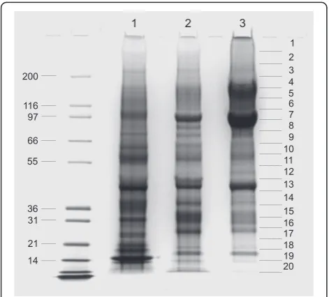 Fig. 1 PAGE separation of eggshell matrices. Lane 1, acid-solublechicken eggshell matrix