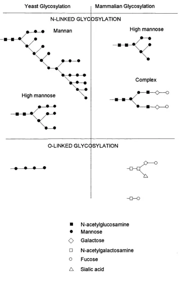 Figure 1.1 : Common N-linked and O-linked modifications of proteins in eukaryotic and yeast