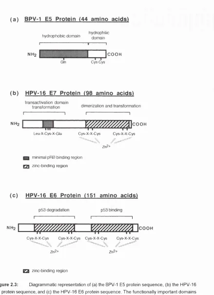 Figure 2.3: Diagrammatic representation of (a) the BPV-1 E5 protein sequence, (b) the HPV-16conserved Cys residues are shown