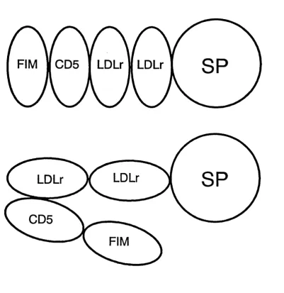 Figure 2.6: Possible domain structures for the factor I molecule as determined by solutionAbbreviations are SP, serine protease domain (light chain); FIM, factor I module; LDLr, low density scattering experiments