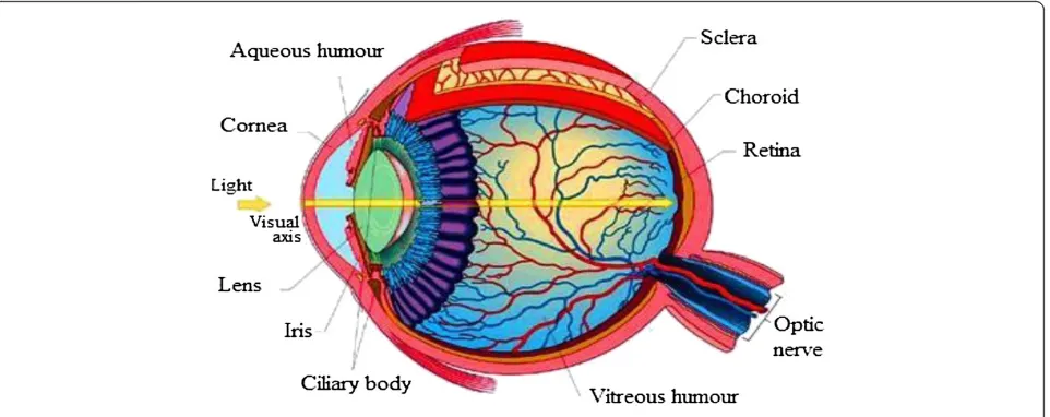 Figure 1 Human eye [24].